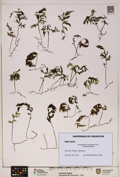 Hymenophyllum krauseanum [Espécimen: ]