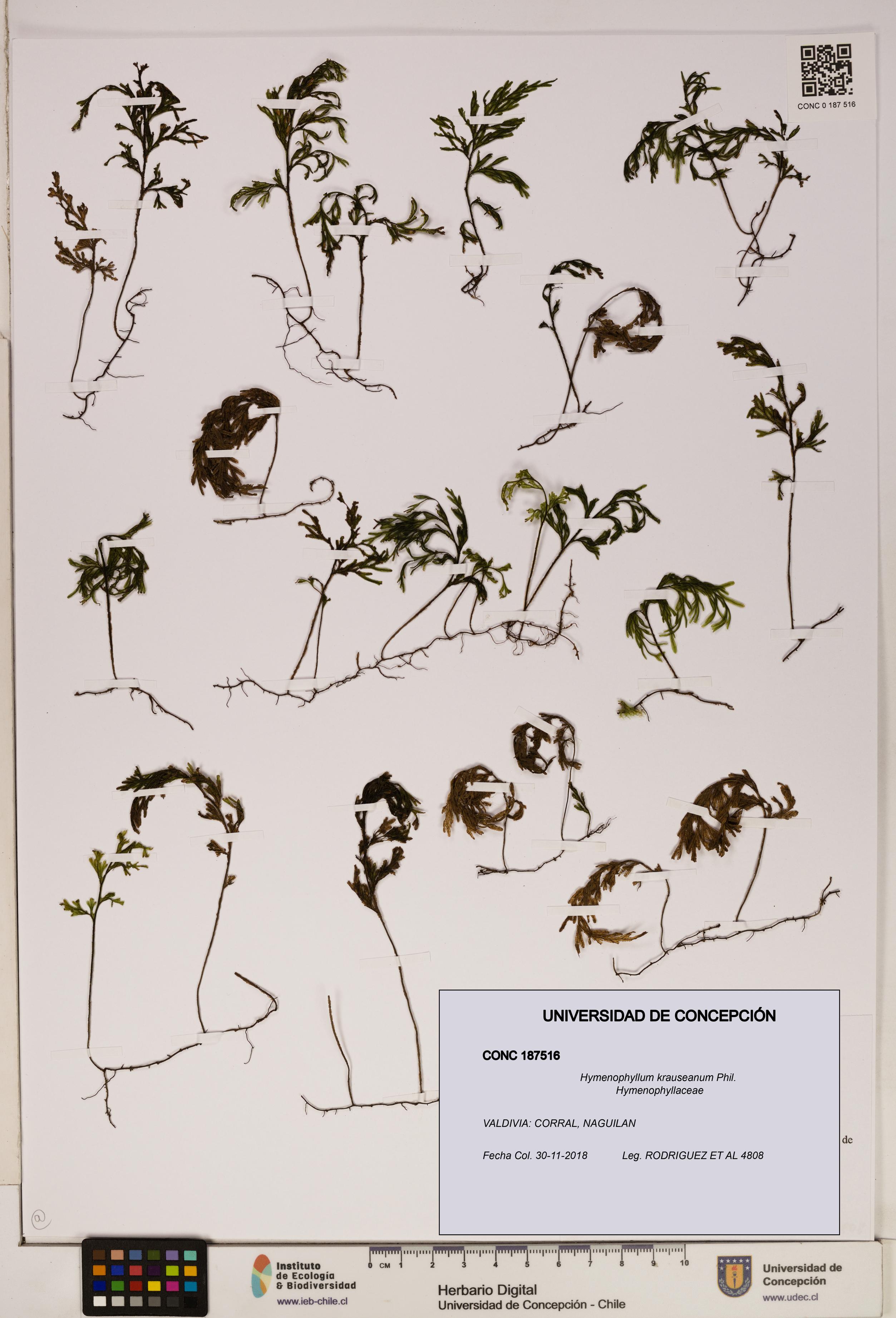 Hymenophyllum krauseanum [Espécimen: ]