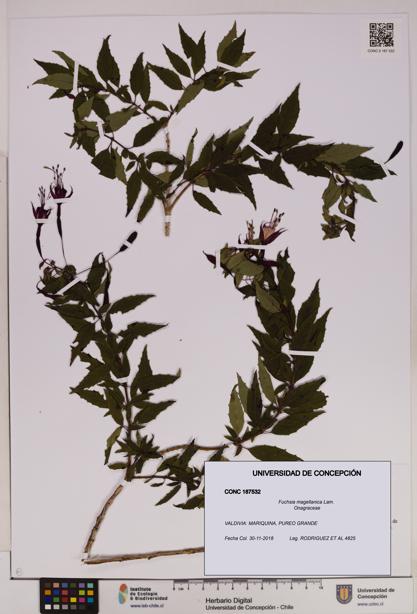 Fuchsia magellanica [Espécimen: UDEC:CONC:0187532]