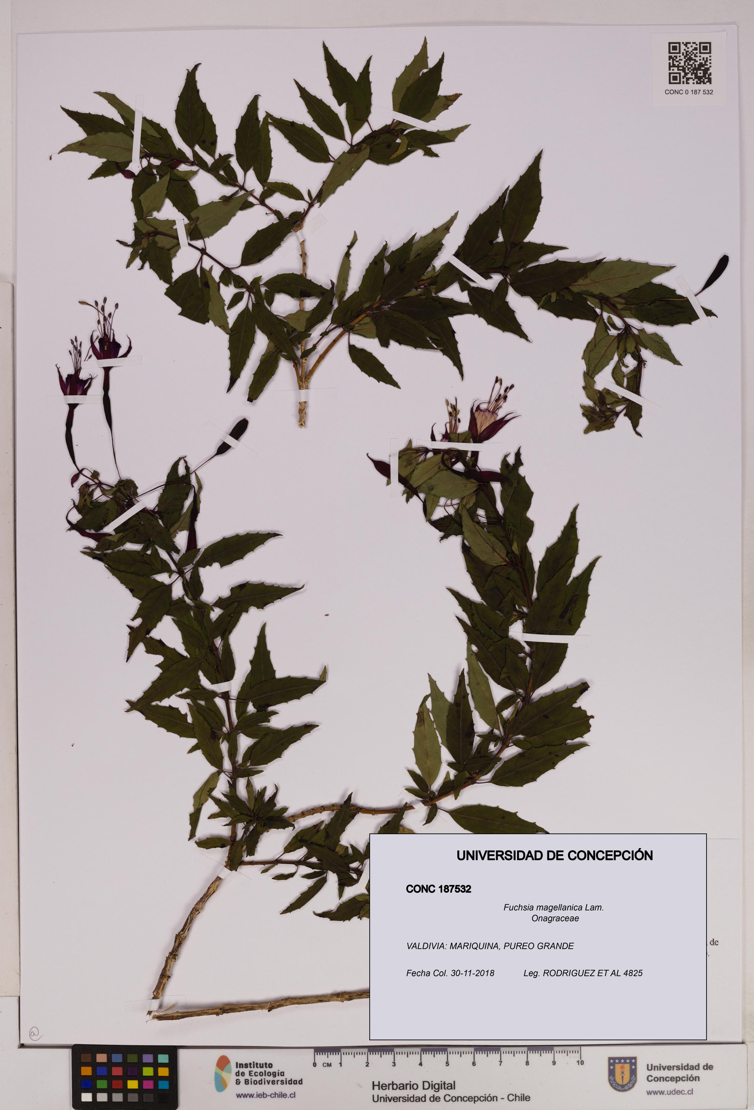 Fuchsia magellanica [Espécimen: UDEC:CONC:0187532]