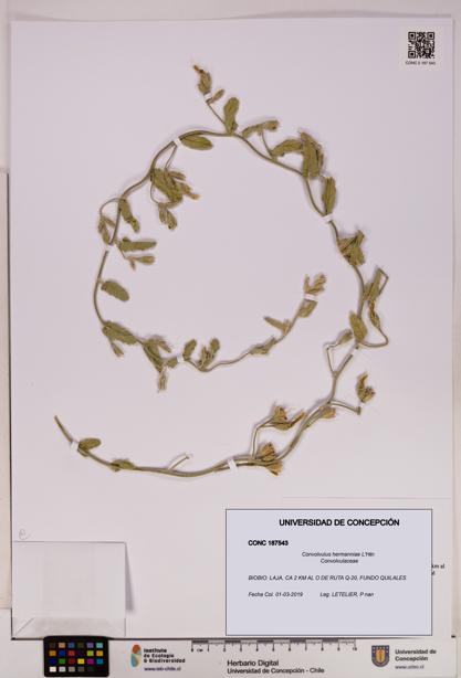 Convolvulus hermanniae [Espécimen: UDEC:CONC:0187543]