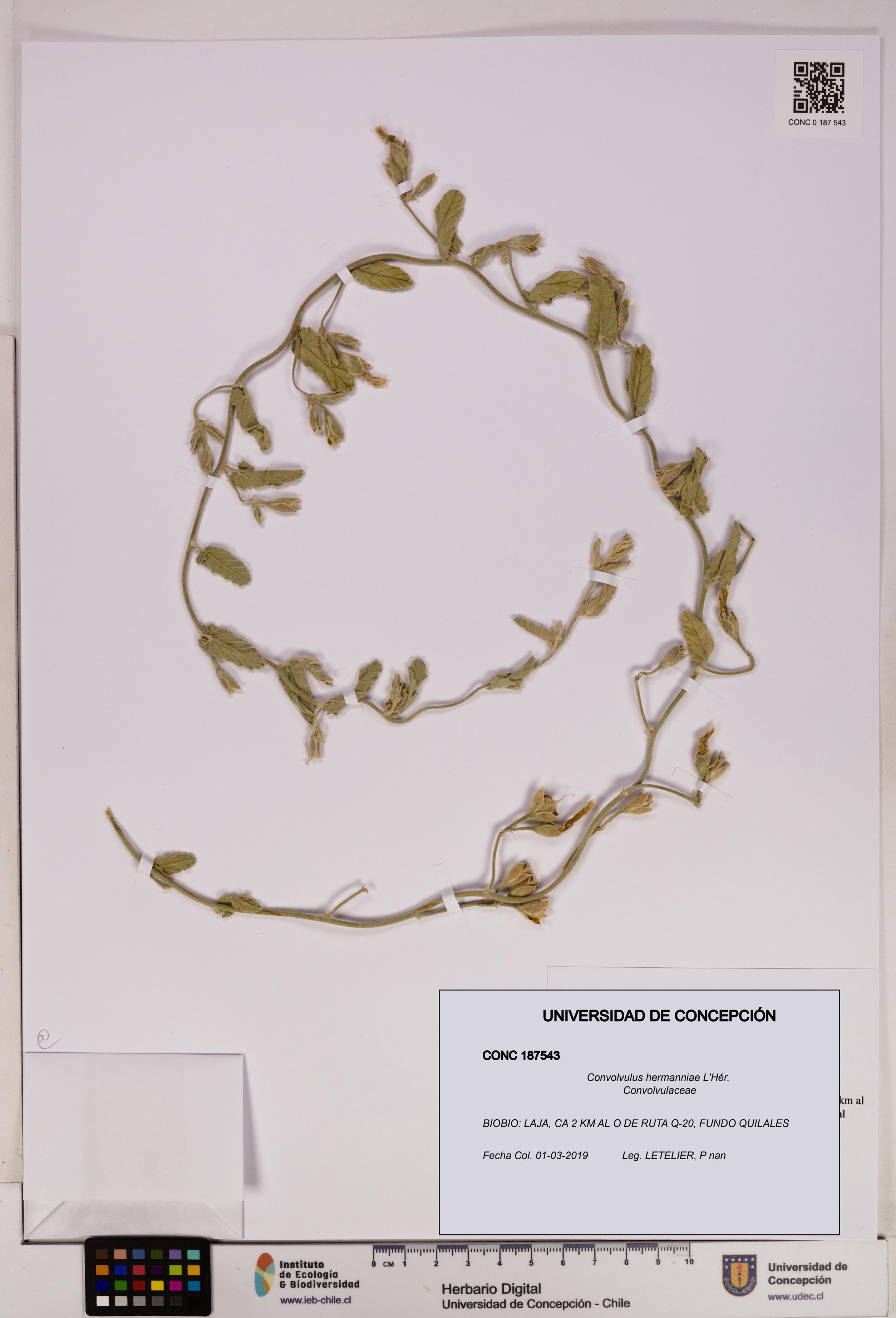 Convolvulus hermanniae [Espécimen: UDEC:CONC:0187543]