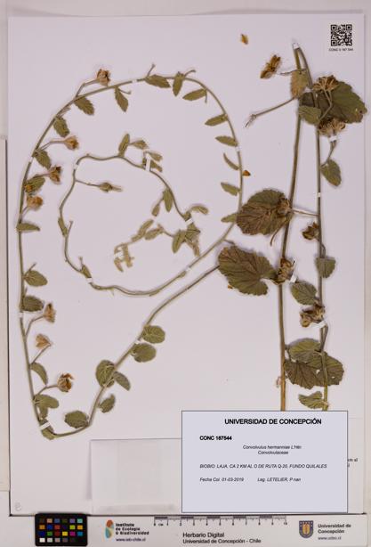 Convolvulus hermanniae [Espécimen: UDEC:CONC:0187544]