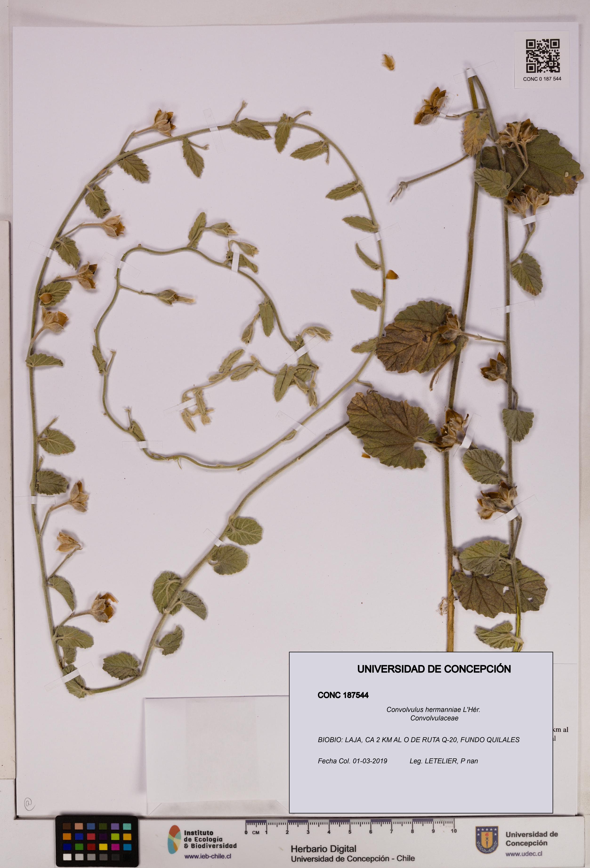 Convolvulus hermanniae [Espécimen: UDEC:CONC:0187544]