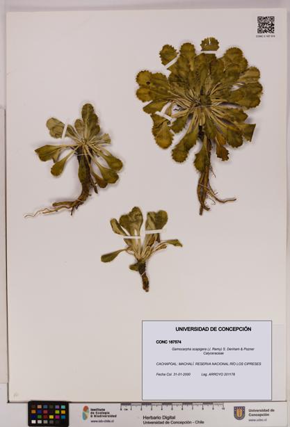Gamocarpha scapigera [Espécimen: UDEC:CONC:0187574]