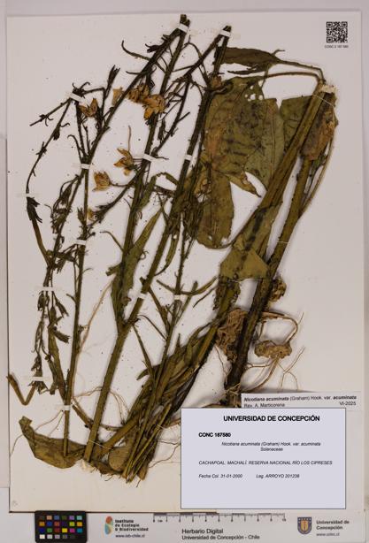 Nicotiana acuminata var. acuminata [Espécimen: UDEC:CONC:0187580]