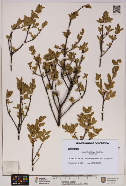 Myoschilos oblongus [Espécimen: UDEC:CONC:0187595]