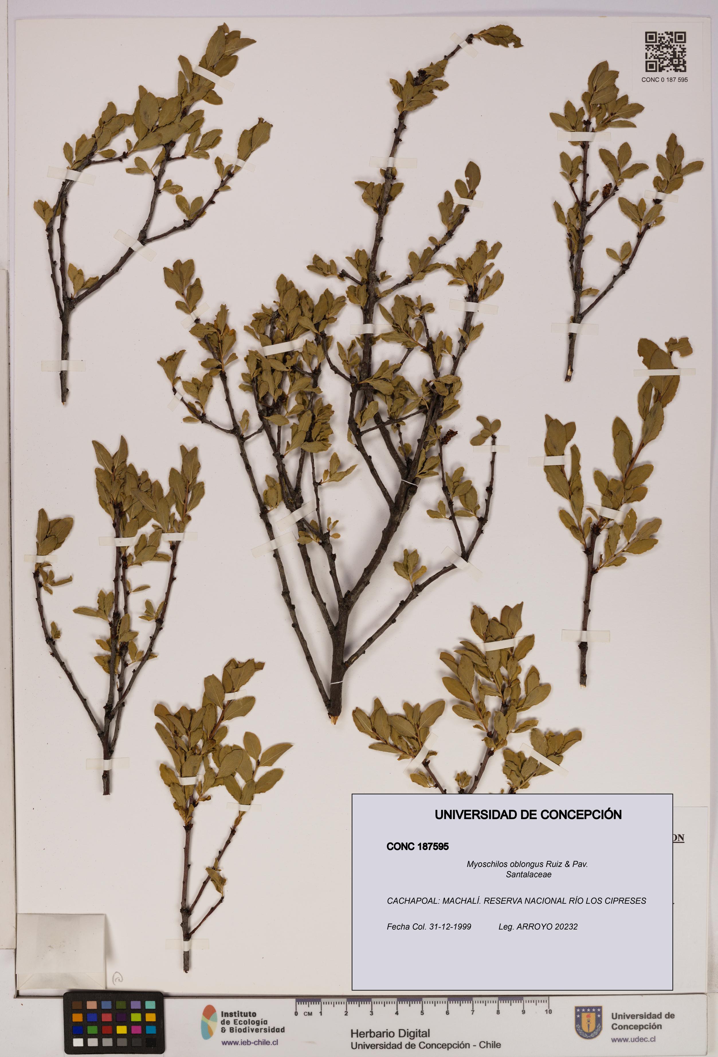 Myoschilos oblongus [Espécimen: UDEC:CONC:0187595]