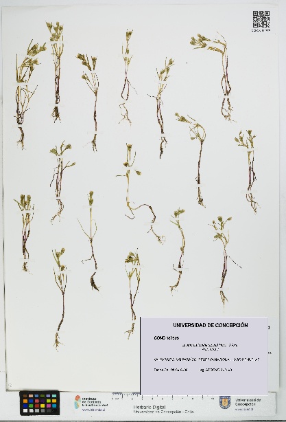 Lasthenia kunthii [Espécimen: UDEC:CONC:0187608]