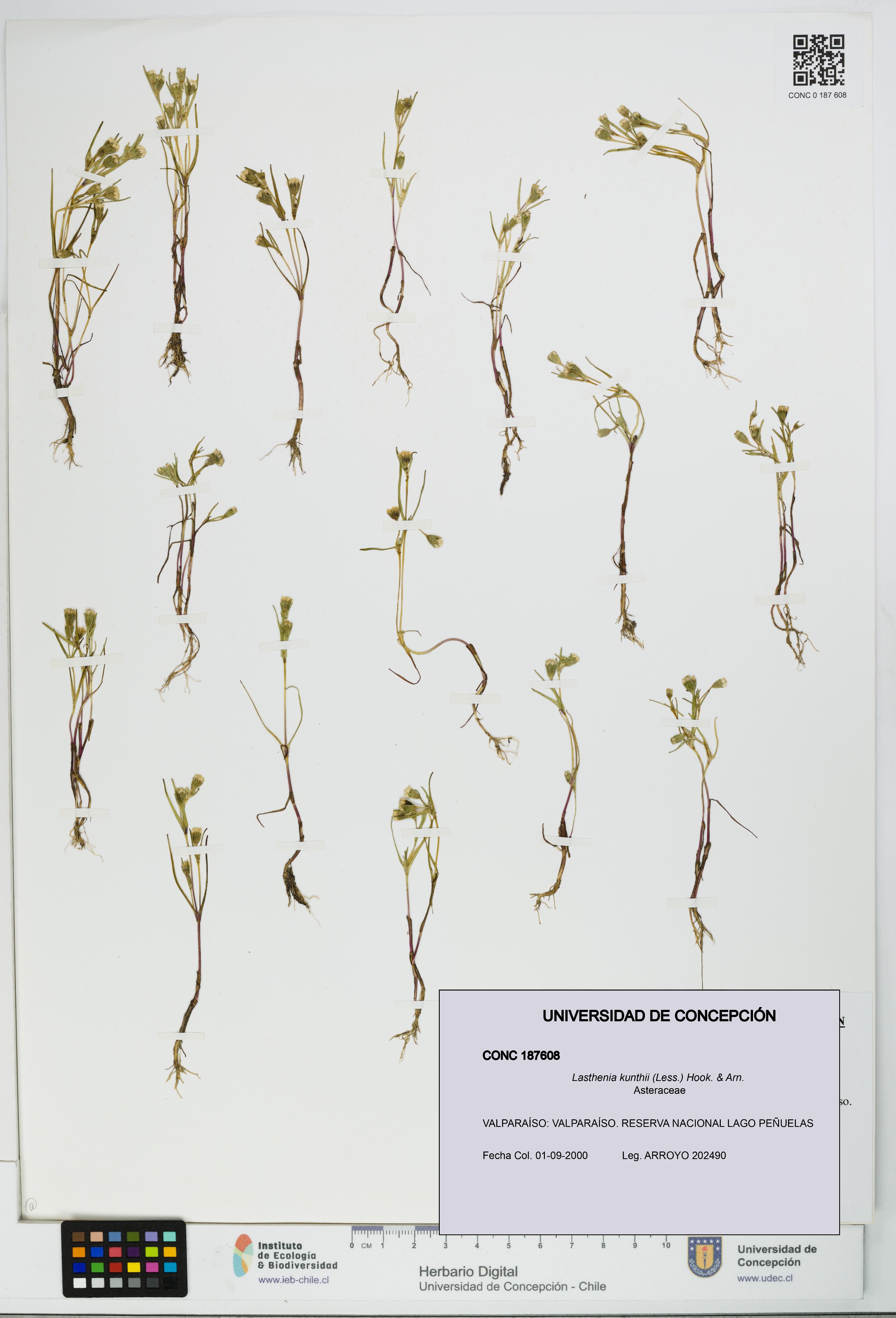 Lasthenia kunthii [Espécimen: UDEC:CONC:0187608]