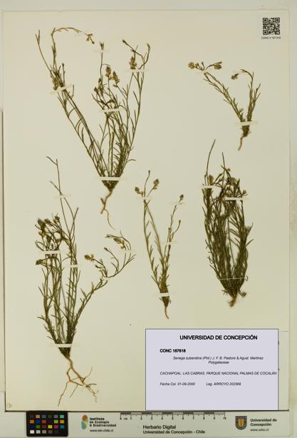 Senega subandina [Espécimen: UDEC:CONC:0187618]