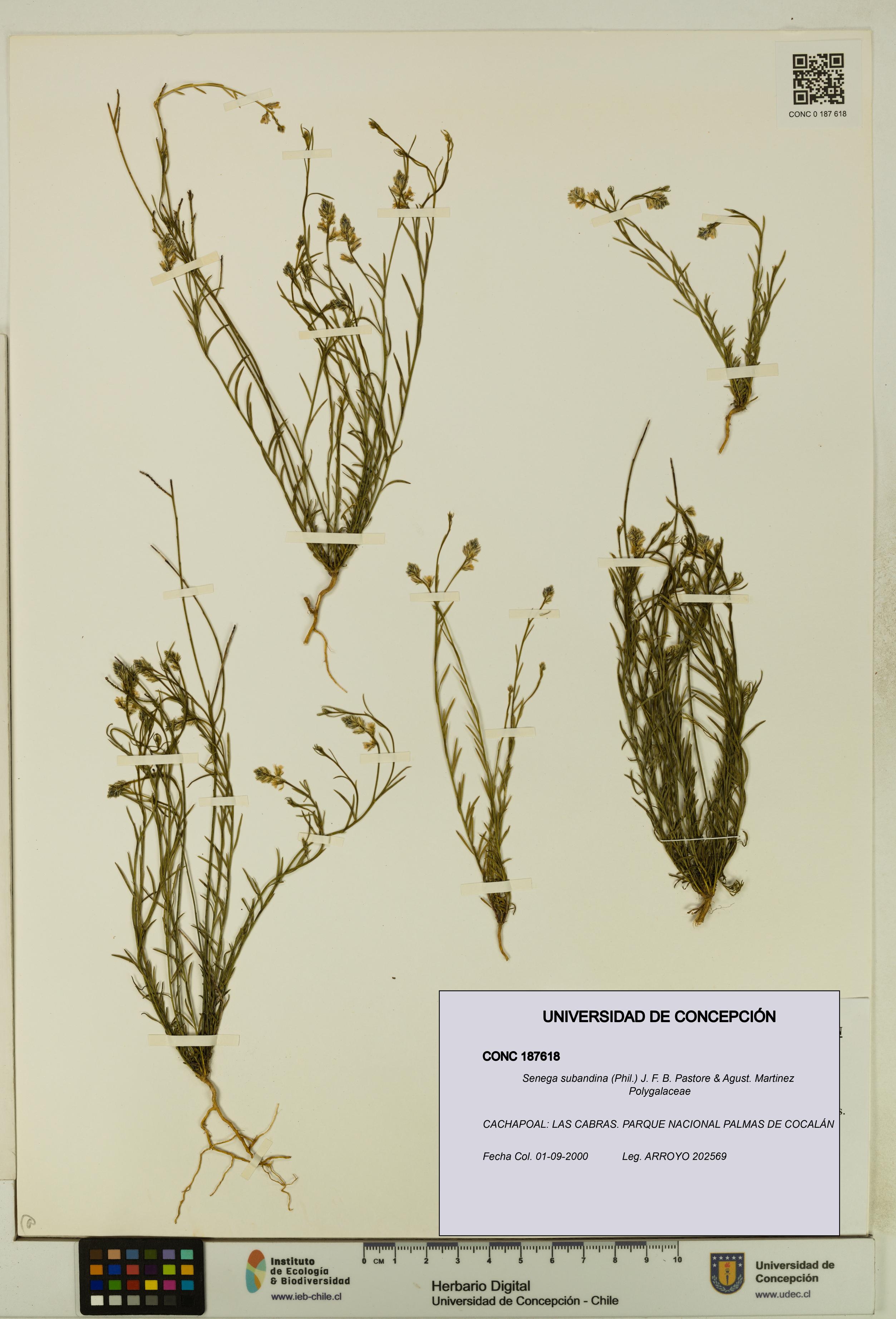 Senega subandina [Espécimen: UDEC:CONC:0187618]