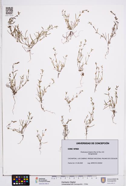 Pectocarya linearis [Espécimen: ]
