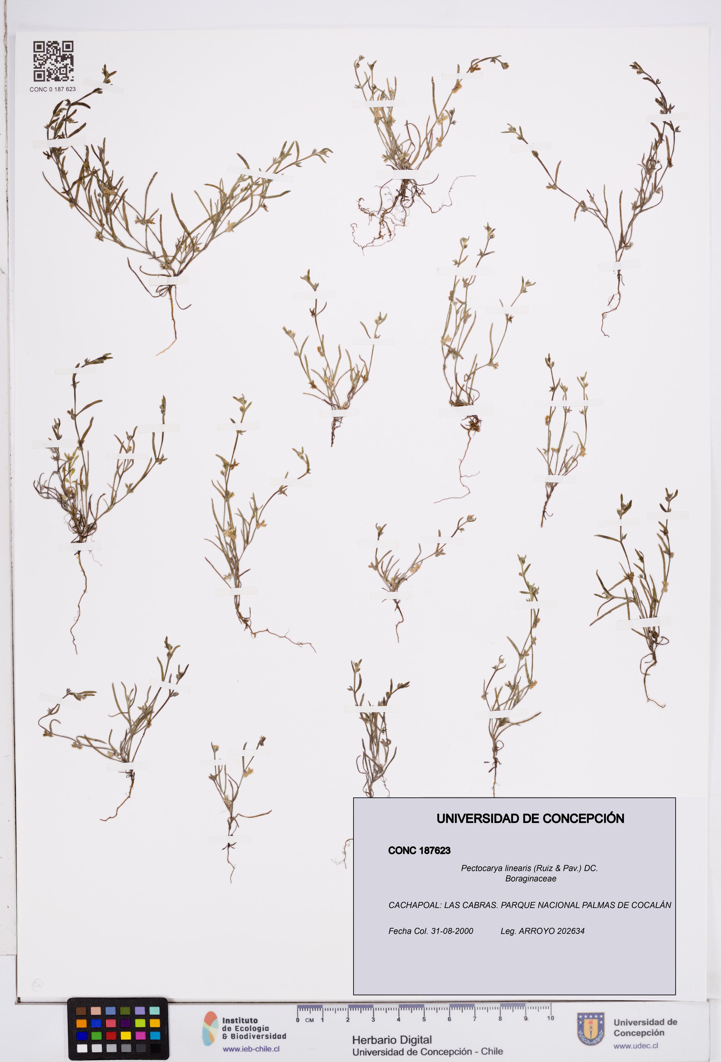 Pectocarya linearis [Espécimen: ]