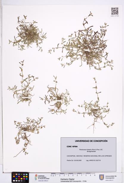Pectocarya linearis [Espécimen: ]