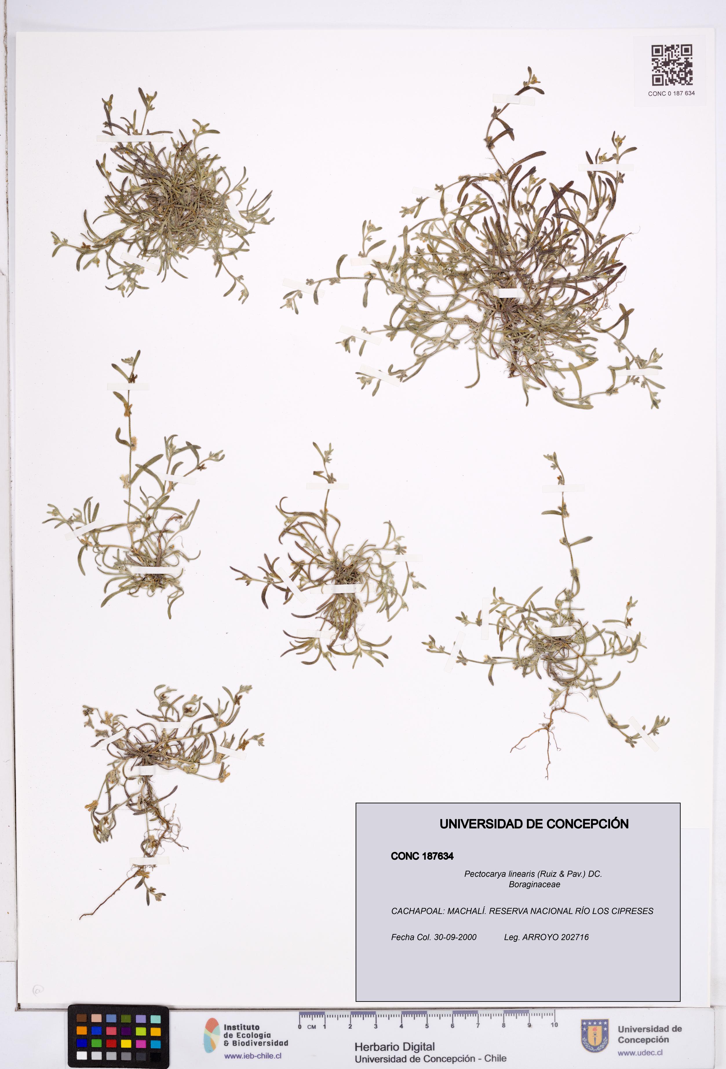 Pectocarya linearis [Espécimen: ]