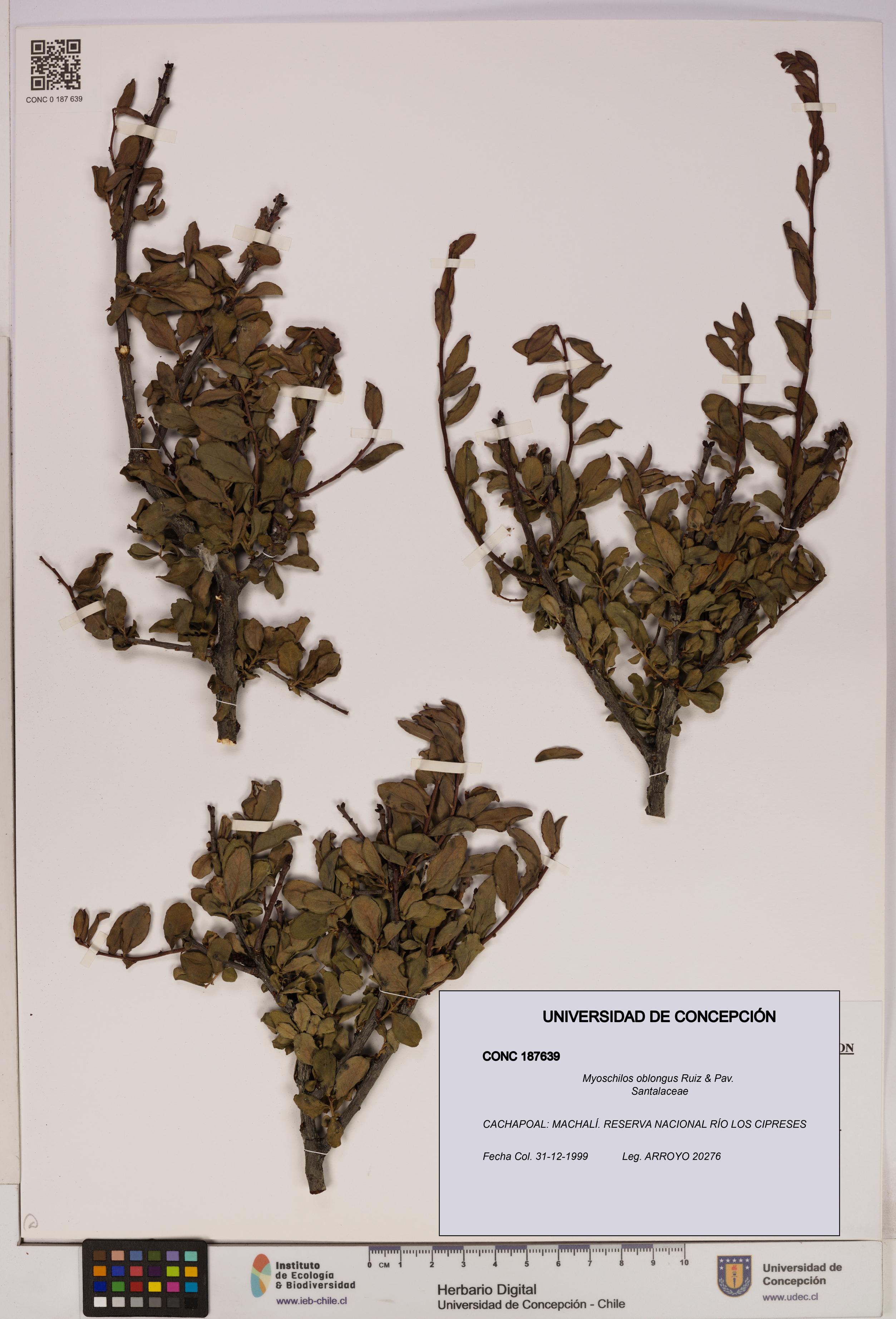 Myoschilos oblongus [Espécimen: UDEC:CONC:0187639]