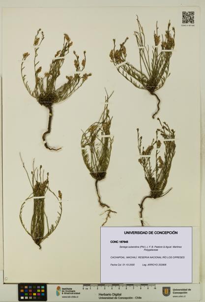 Senega subandina [Espécimen: UDEC:CONC:0187645]