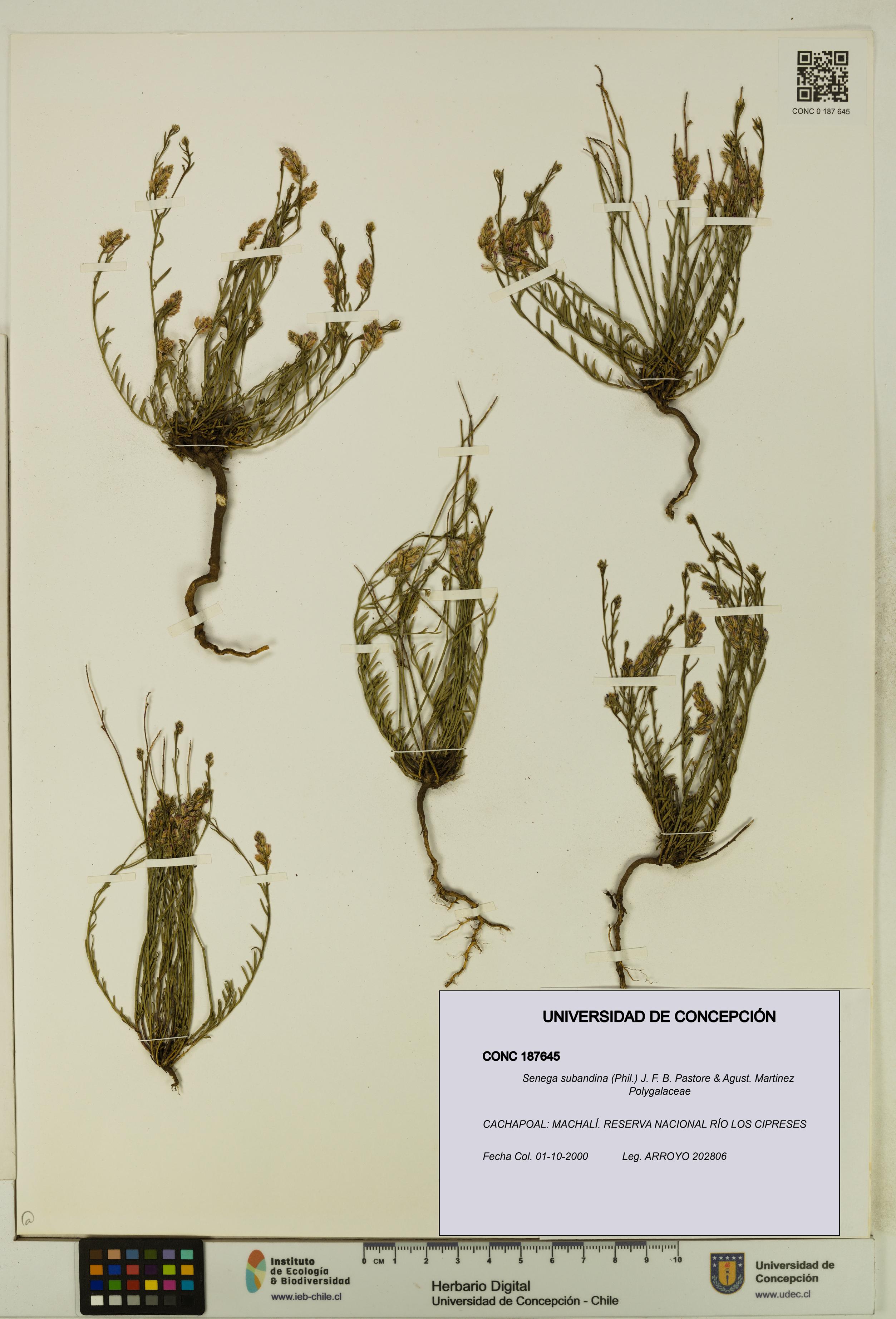 Senega subandina [Espécimen: UDEC:CONC:0187645]