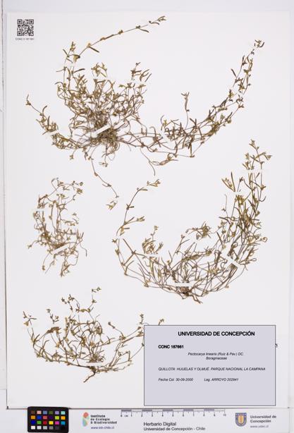Pectocarya linearis [Espécimen: ]