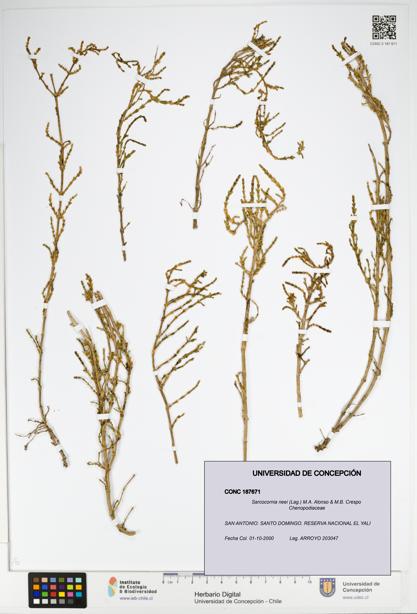 Sarcocornia neei [Espécimen: UDEC:CONC:0187671]
