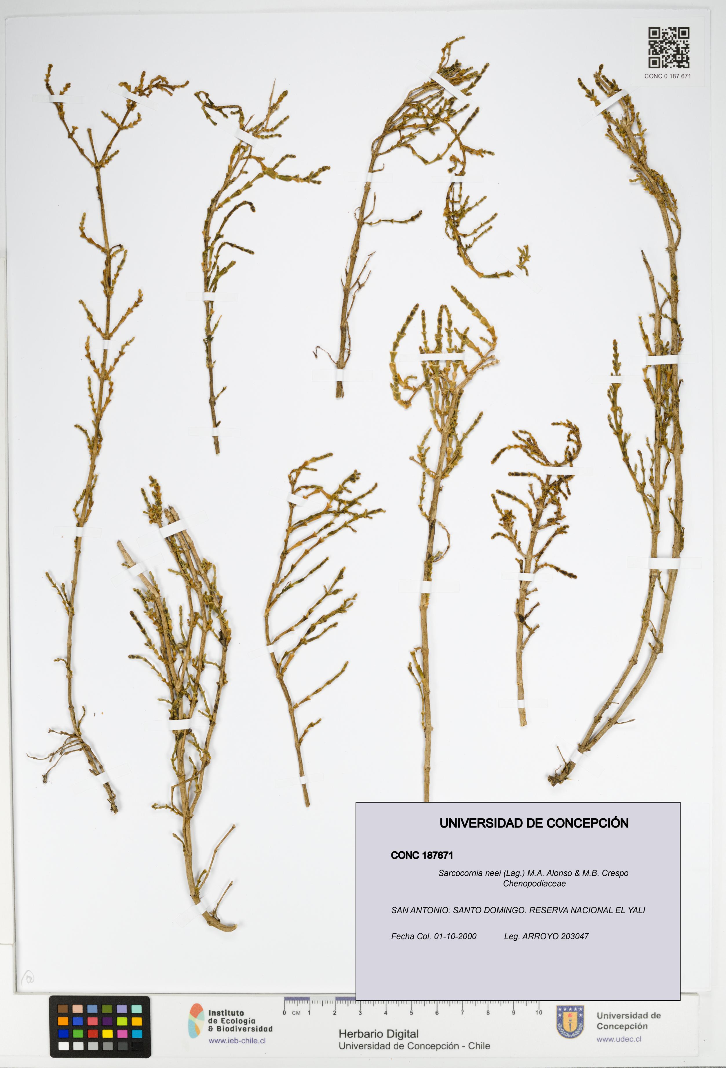 Sarcocornia neei [Espécimen: UDEC:CONC:0187671]