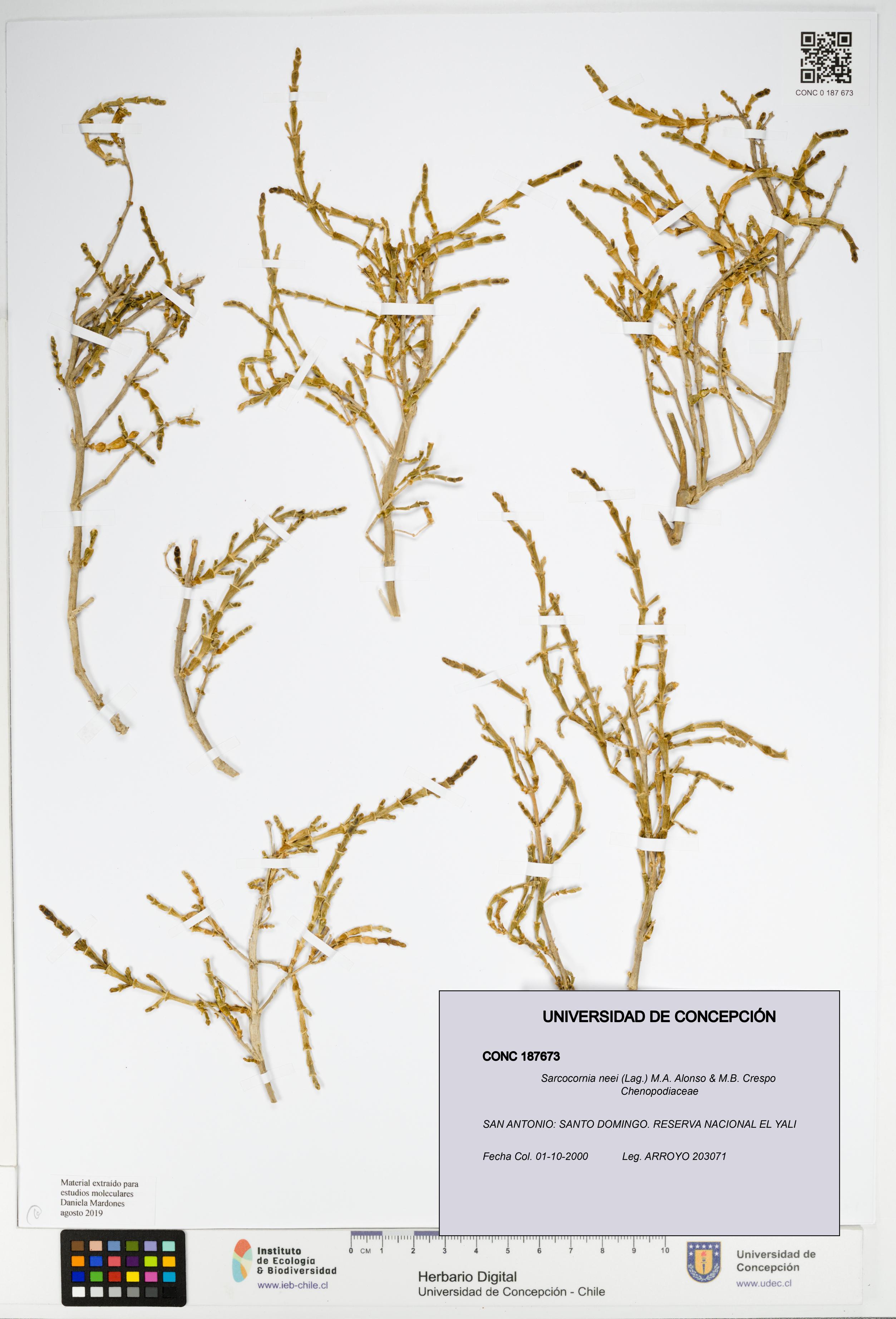 Sarcocornia neei [Espécimen: UDEC:CONC:0187673]
