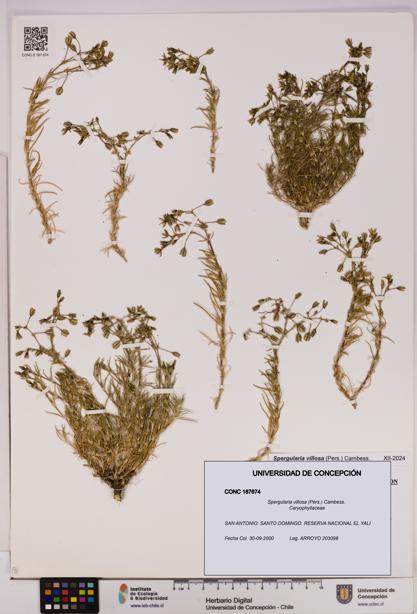 Spergularia villosa [Espécimen: UDEC:CONC:0187674]
