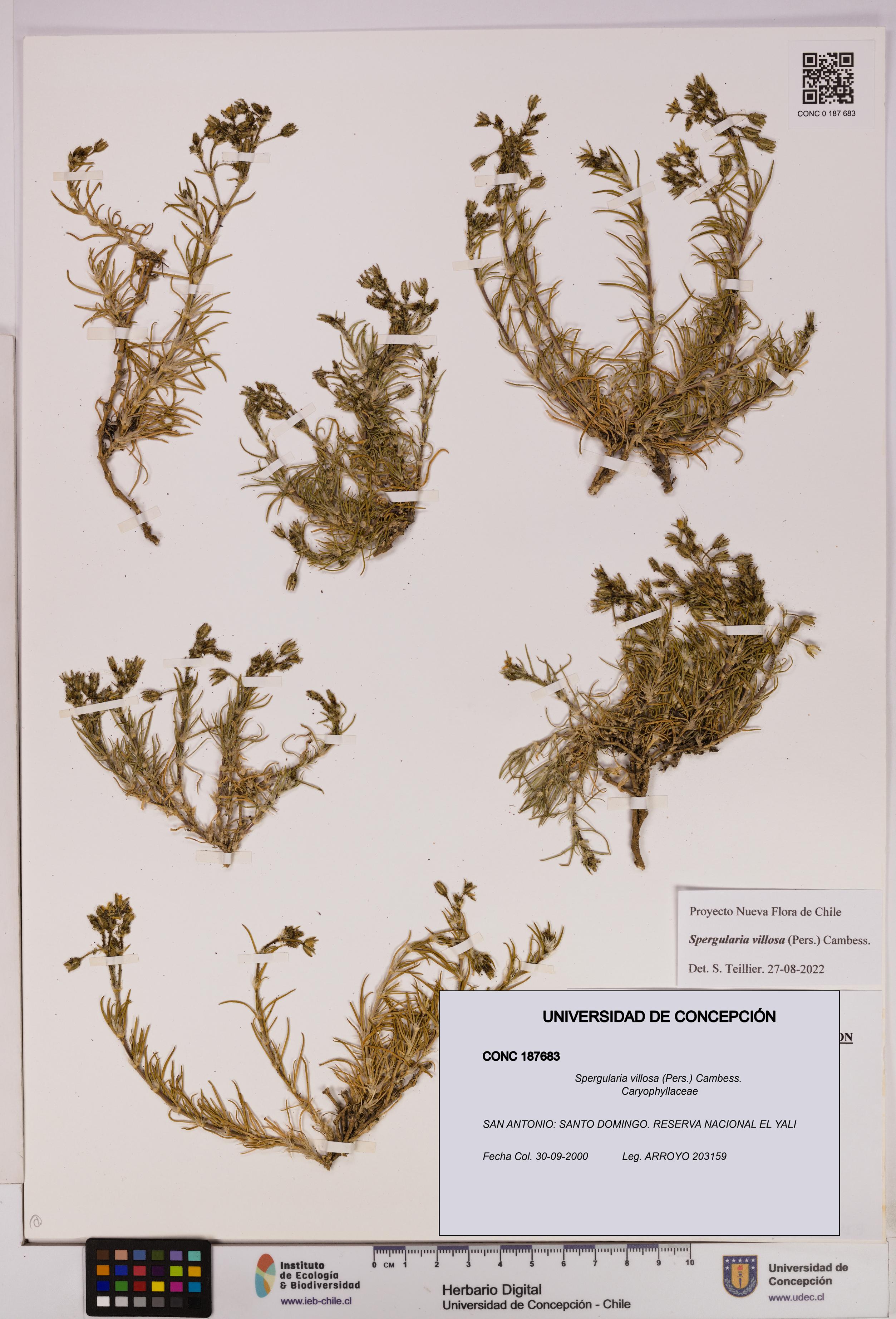 Spergularia villosa [Espécimen: UDEC:CONC:0187683]