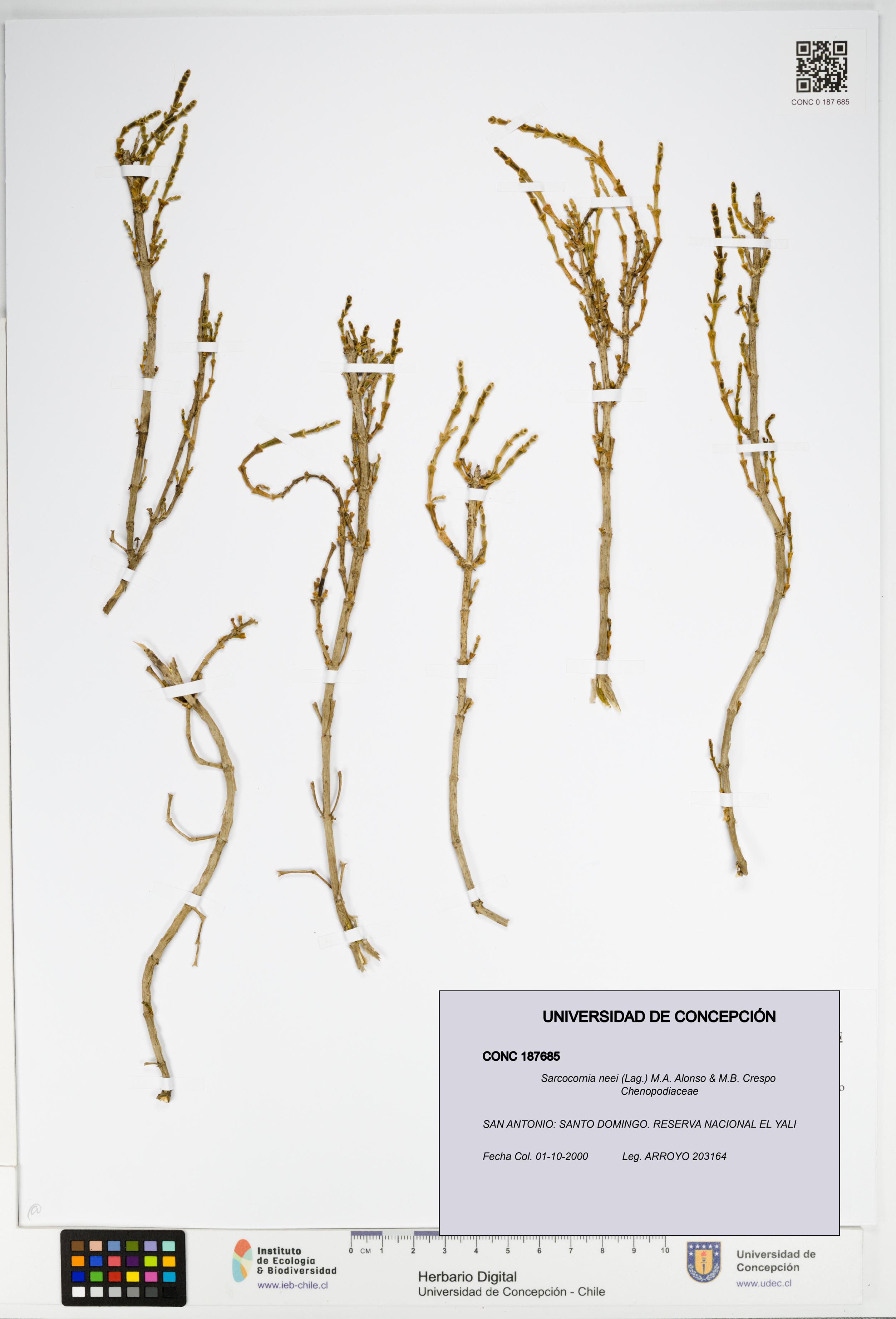 Sarcocornia neei [Espécimen: UDEC:CONC:0187685]