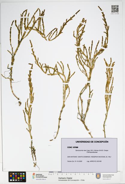 Sarcocornia neei [Espécimen: UDEC:CONC:0187686]