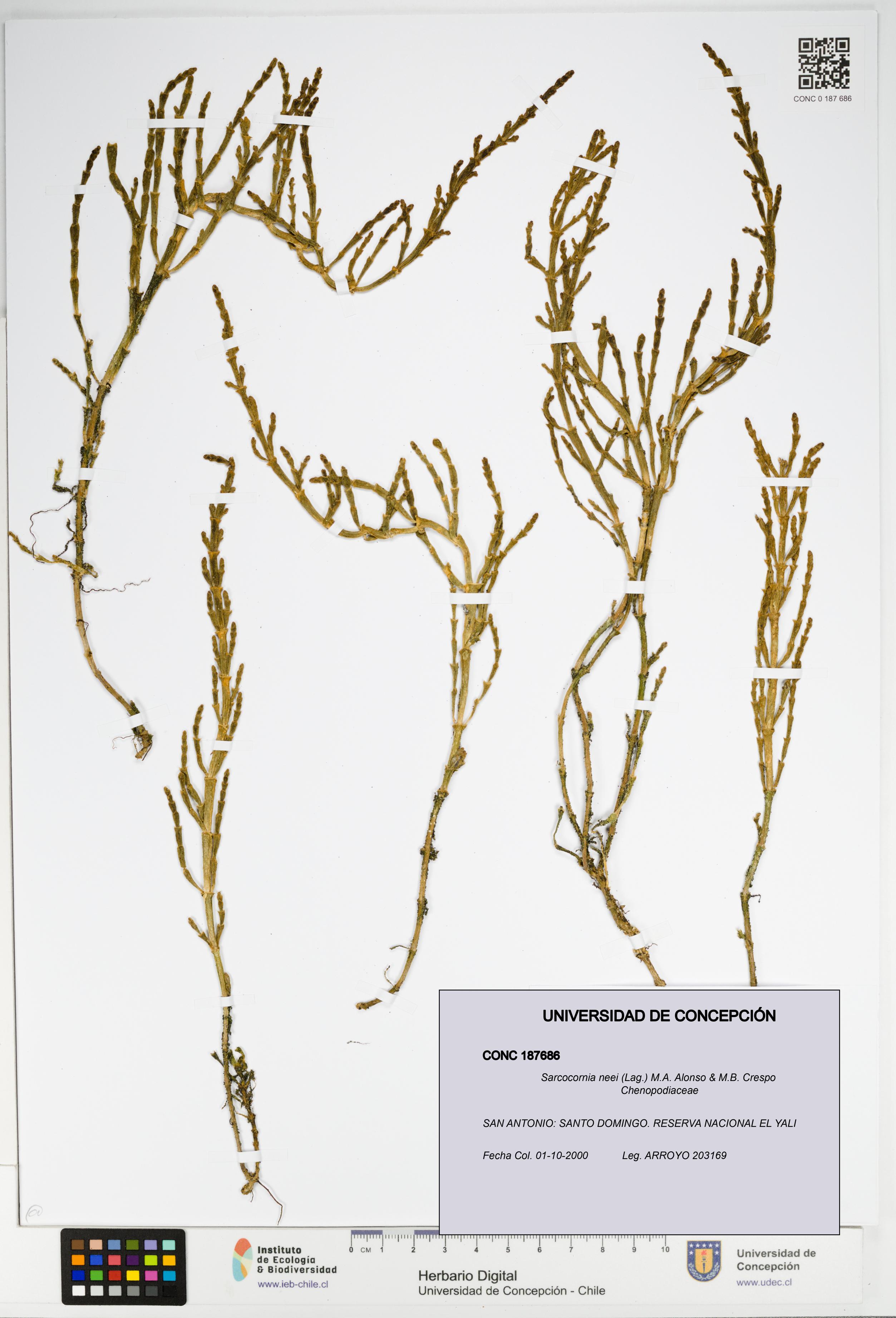 Sarcocornia neei [Espécimen: UDEC:CONC:0187686]