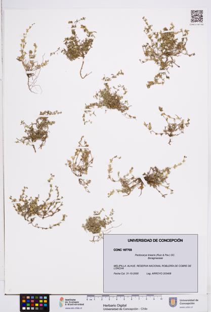 Pectocarya linearis [Espécimen: ]