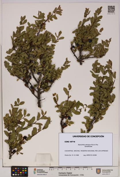 Myoschilos oblongus [Espécimen: UDEC:CONC:0187716]