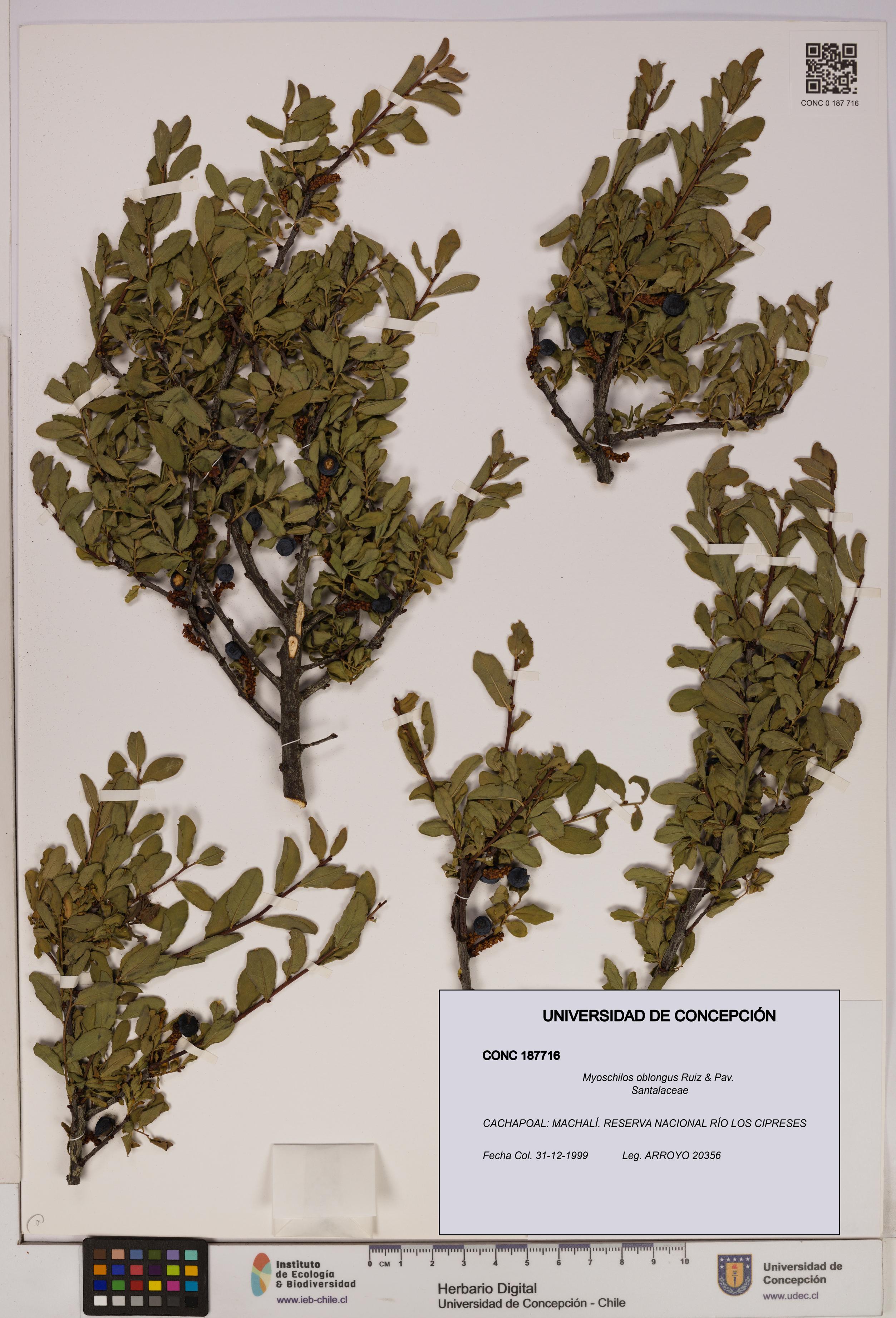 Myoschilos oblongus [Espécimen: UDEC:CONC:0187716]