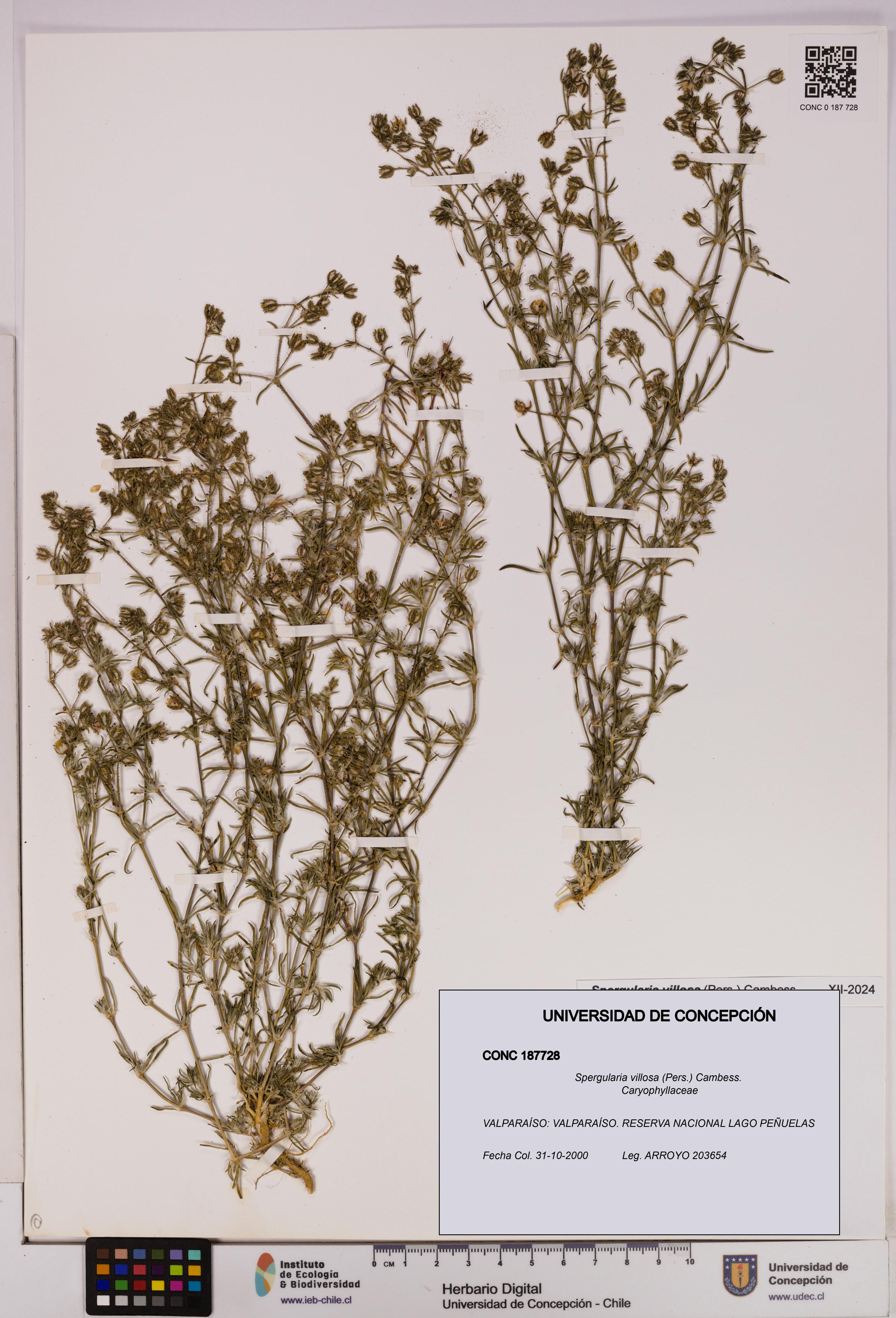 Spergularia villosa [Espécimen: UDEC:CONC:0187728]