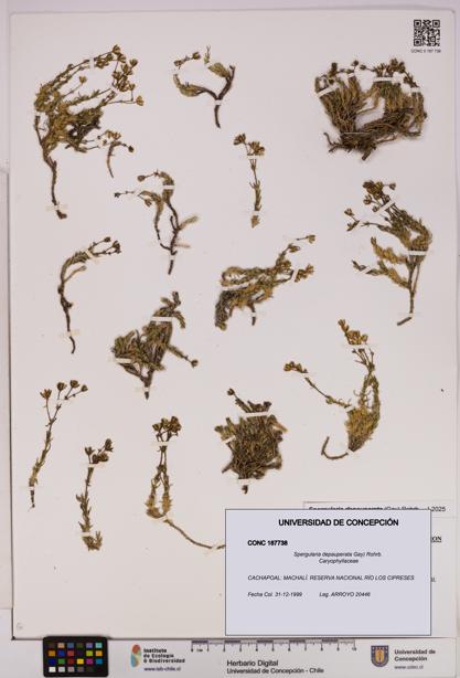 Spergularia depauperata [Espécimen: UDEC:CONC:0187738]