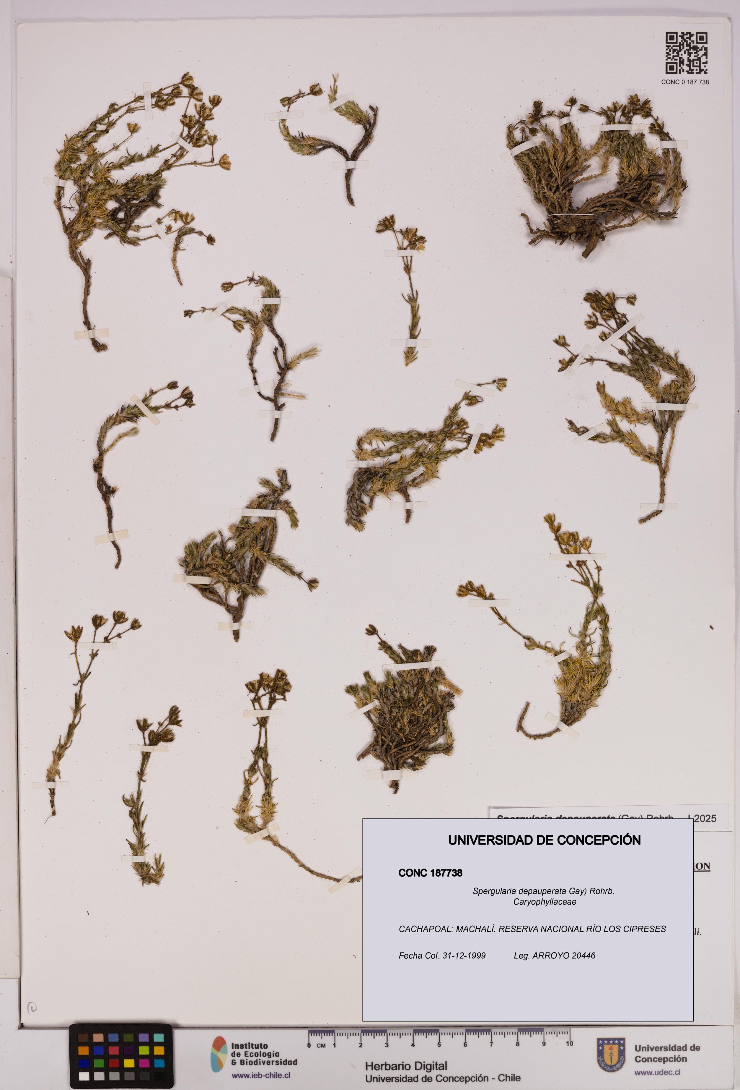 Spergularia depauperata [Espécimen: UDEC:CONC:0187738]