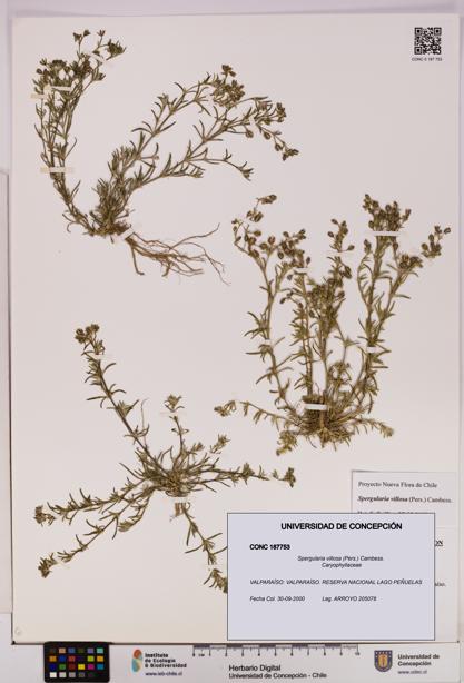 Spergularia villosa [Espécimen: UDEC:CONC:0187753]