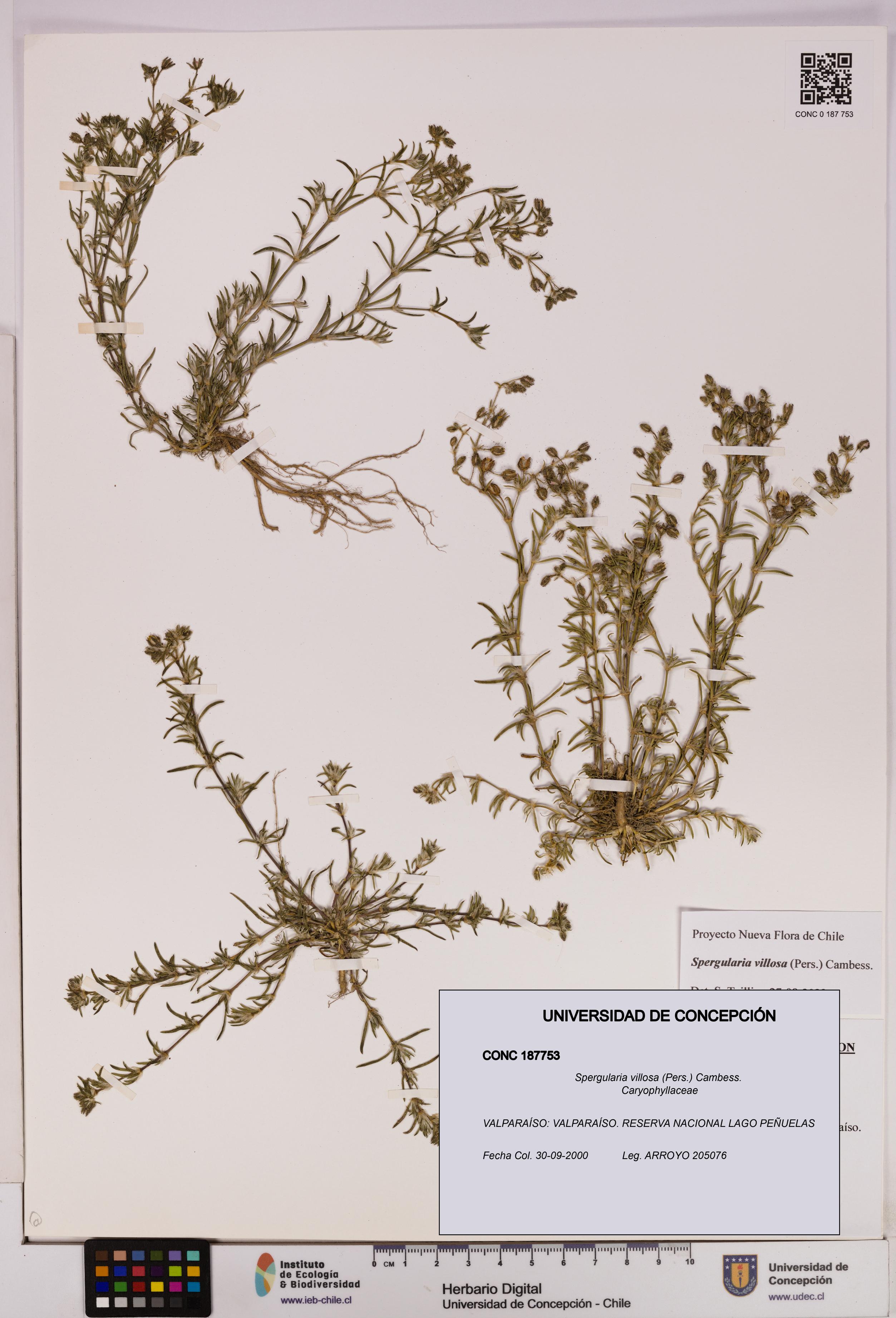 Spergularia villosa [Espécimen: UDEC:CONC:0187753]