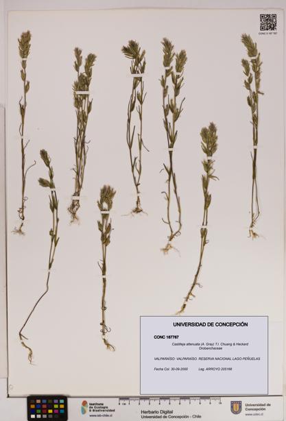 Castilleja attenuata [Espécimen: UDEC:CONC:0187767]