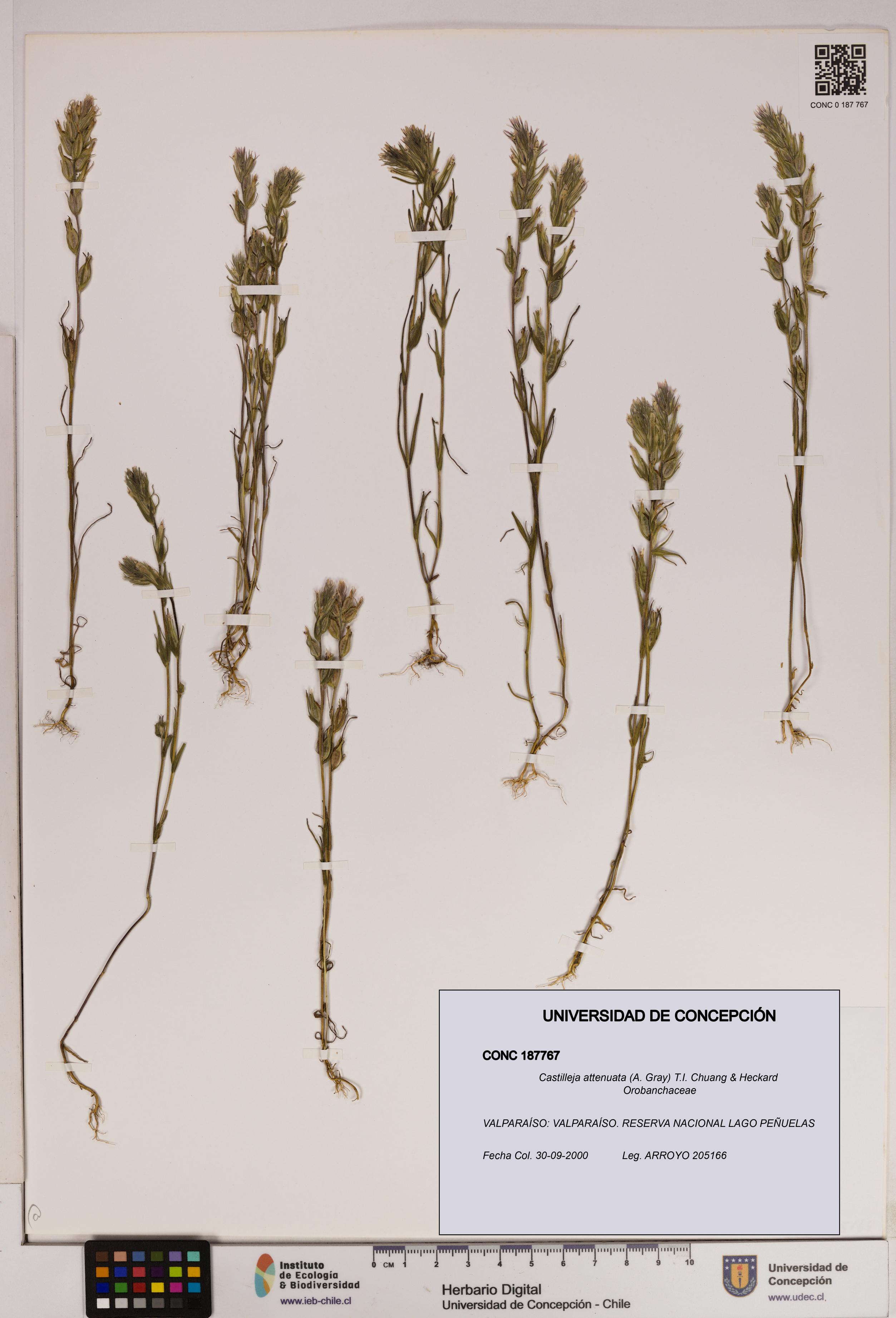 Castilleja attenuata [Espécimen: UDEC:CONC:0187767]