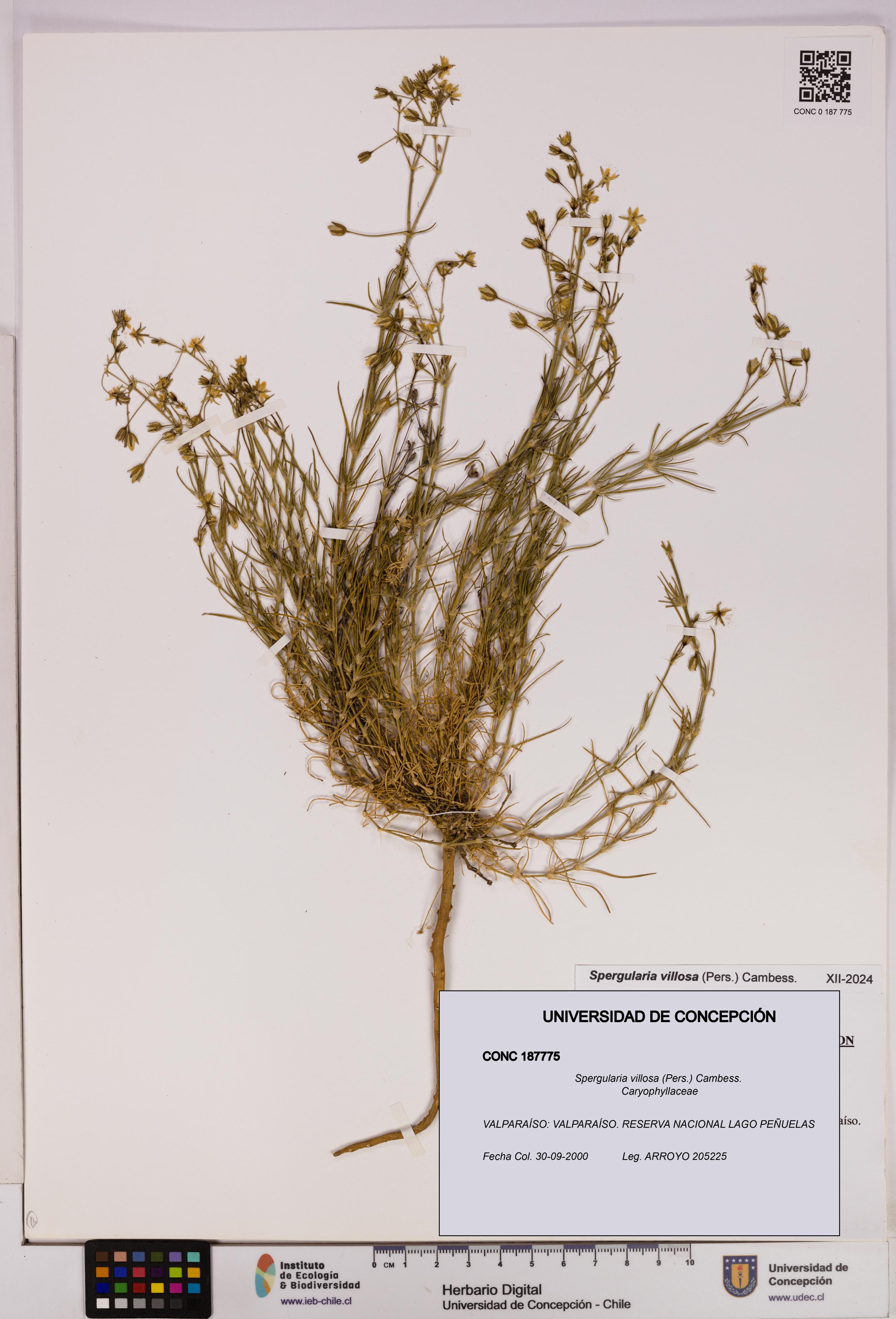 Spergularia villosa [Espécimen: UDEC:CONC:0187775]