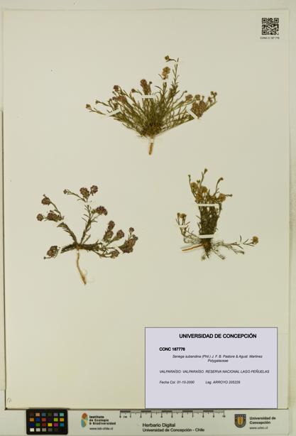 Senega subandina [Espécimen: UDEC:CONC:0187776]