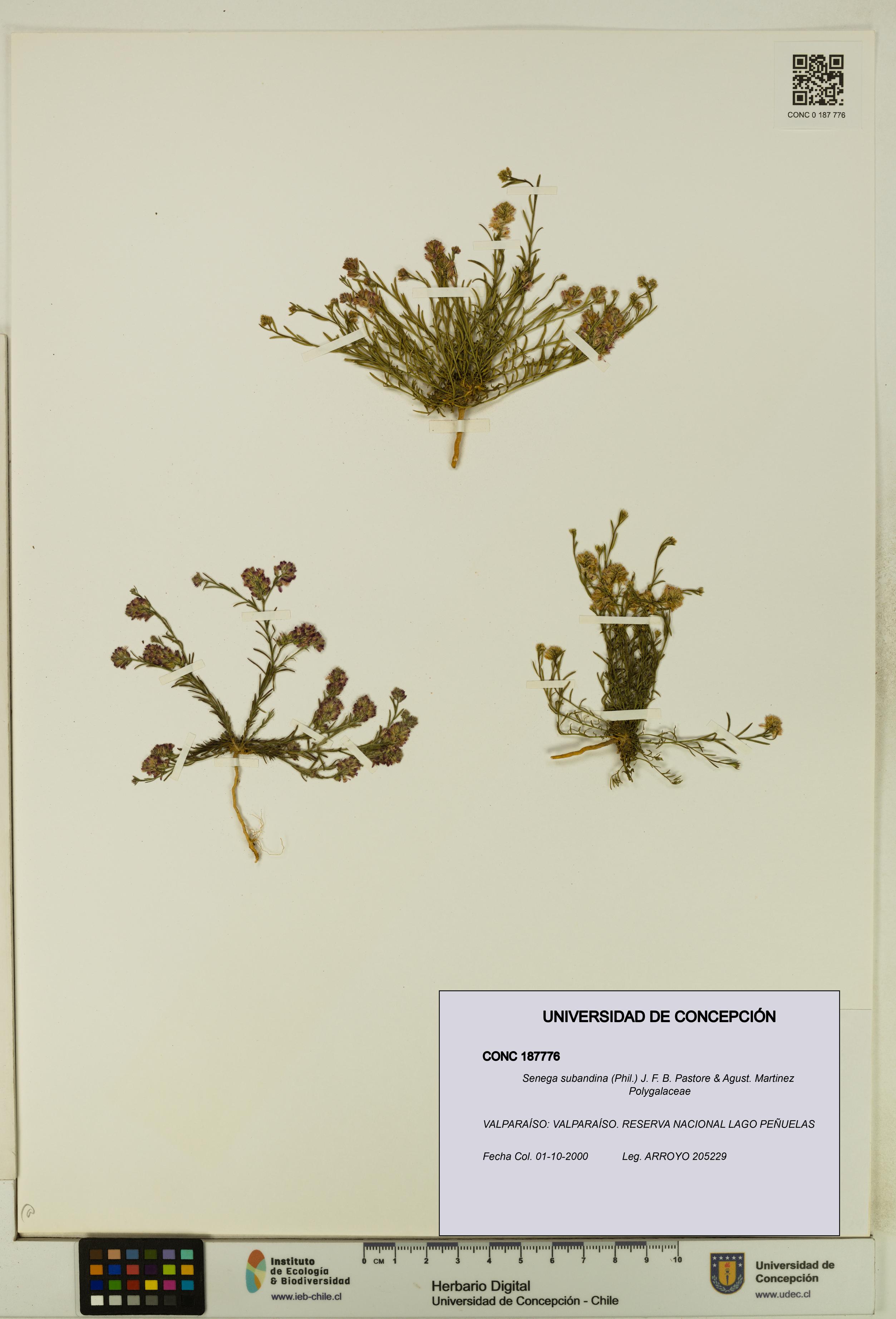 Senega subandina [Espécimen: UDEC:CONC:0187776]