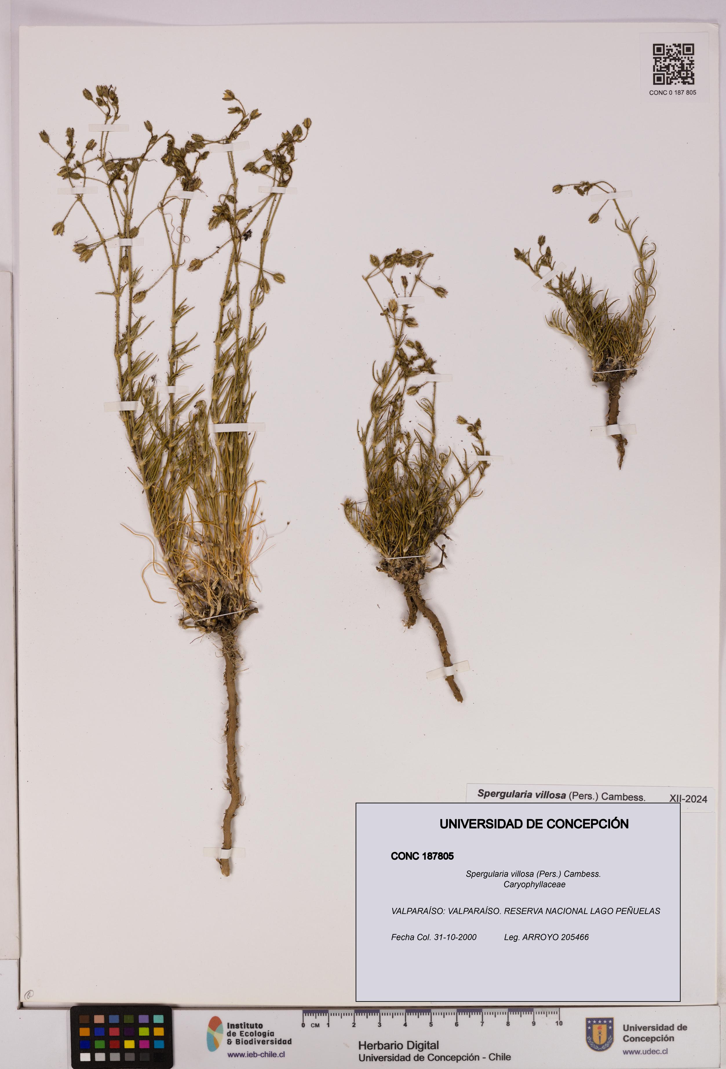 Spergularia villosa [Espécimen: UDEC:CONC:0187805]