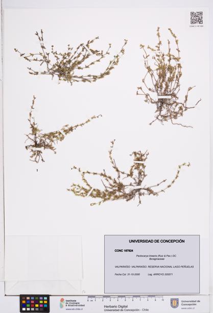 Pectocarya linearis [Espécimen: ]