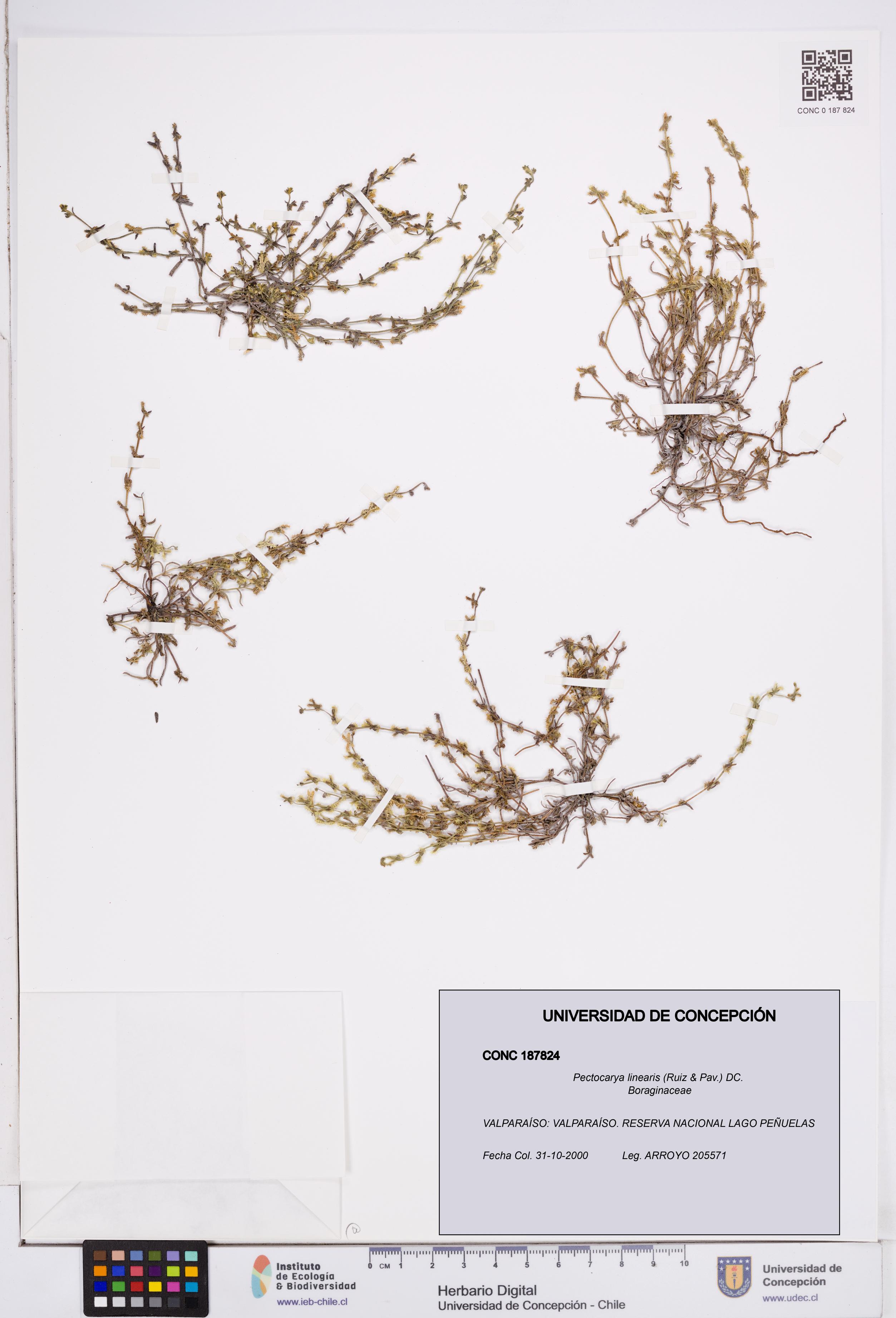 Pectocarya linearis [Espécimen: ]