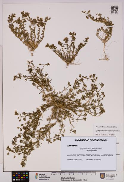 Spergularia villosa [Espécimen: UDEC:CONC:0187825]