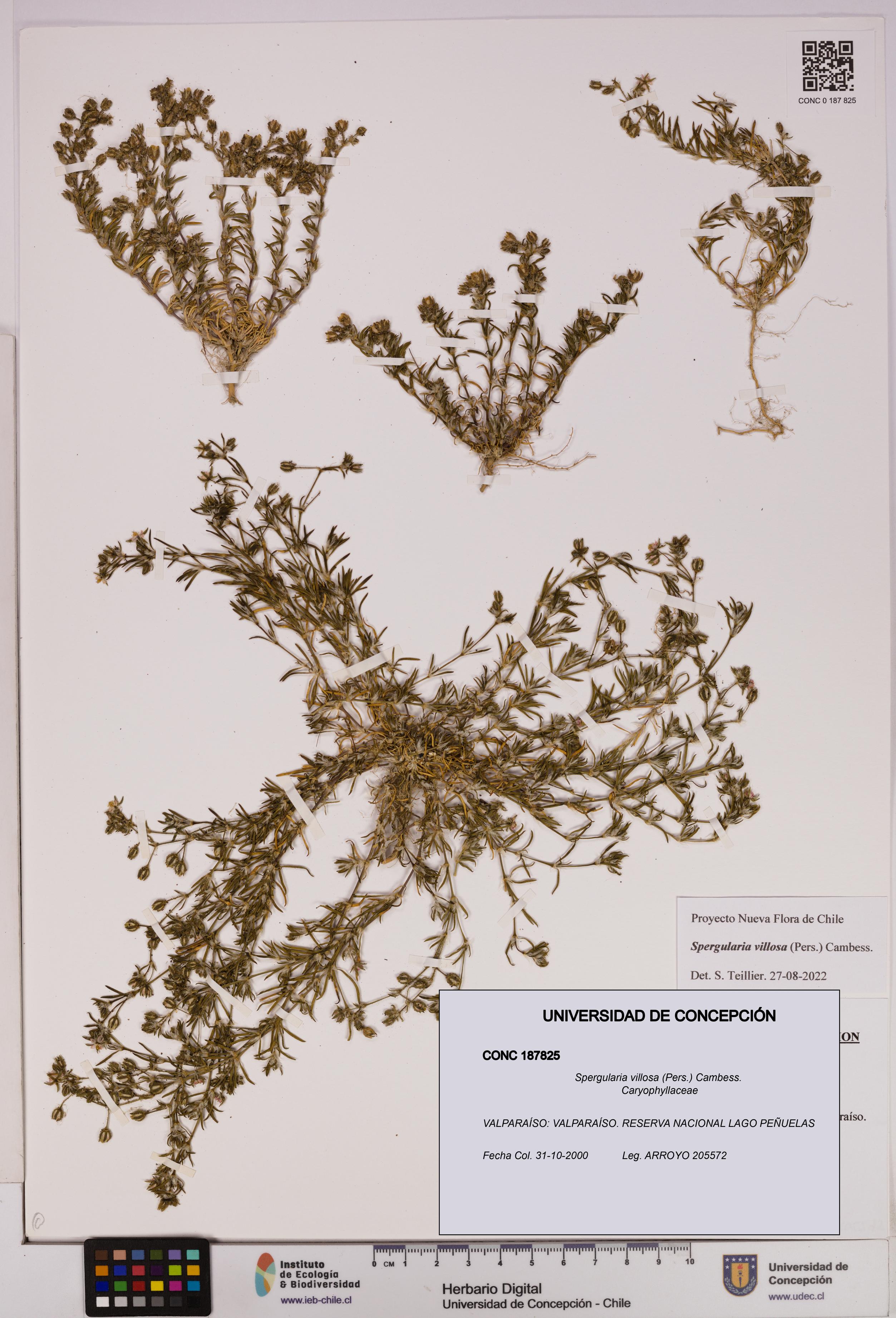 Spergularia villosa [Espécimen: UDEC:CONC:0187825]